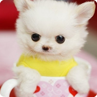 各种超萌的卡爱狗狗微信头像_无忧无虑的生活