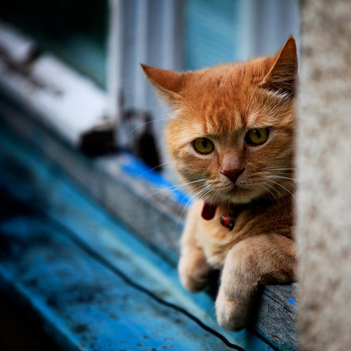 可爱卖萌猫咪QQ空间图片_我想保护你