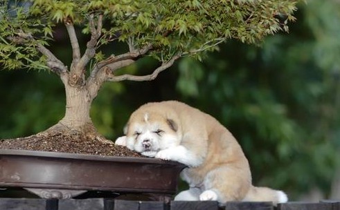 想要一直依偎着你_可爱的动物题材空间素材