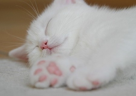 超萌动物空间素材_想要养只猫