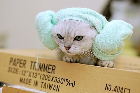 超萌动物空间素材_想要养只猫