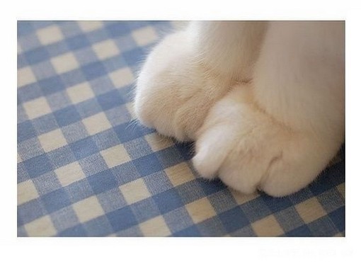 超萌动物空间素材_想要养只猫