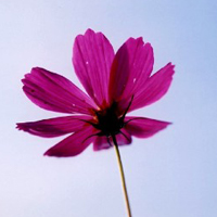 唯美微信空间头像 女生最爱微信头像大全