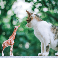 可爱喵星人头像图片大全 超萌的小猫可爱微信个性头像