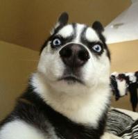 二货哈士奇头像2022 搞笑的哈士奇头像高清版