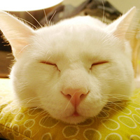 可爱卖萌猫咪微信空间图片_我想保护你