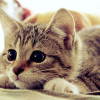 卡哇伊的微信空间动物图片素材_无害到极点越萌越有味