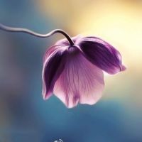 微信头像图片大全清新花卉2022 指尖温度为你而暖