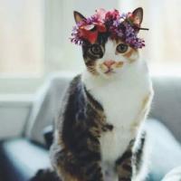 喵星人头像高清图片大全2022最新 时间给予仅有无尽的悲伤