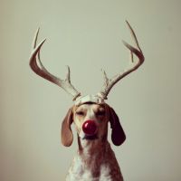 圣诞节汪星人搞笑个性头像大全 过圣诞节的汪星人