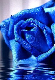 蓝色妖姬唯美空间背景皮肤 花开若相惜花落莫相离