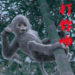 诛仙青云志灵猴小灰动态表情图片 张小凡萌宠小灰表情包gif
