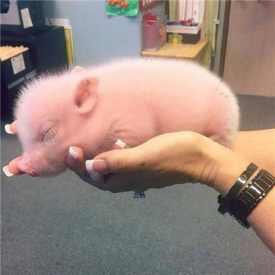 你真是我的掌上明猪头像最新版 高清无水印掌上明猪头像图片