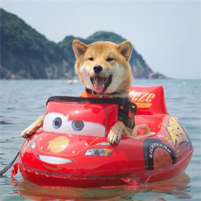 柴犬微信头像高清猥琐搞笑2022 不想养狗也不想养猫想养你