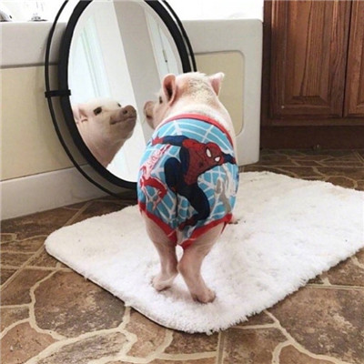 2022情侣头像萌宠一左一右 你负责宠我我负责可爱