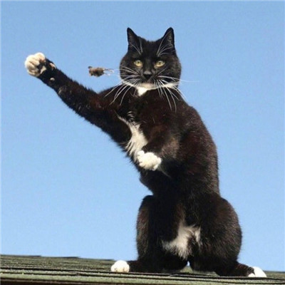 猫咪情侣头像一对两张2022 我们可以一起祸害苍生