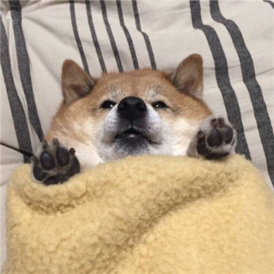 2022呆呆的又很可爱的狗狗头像 搞笑可爱狗狗头像高清无水印