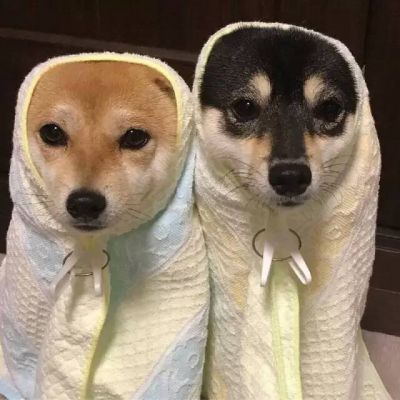 搞笑好玩的萌宠动物头像微信 一个以为不会走一个以为会挽留