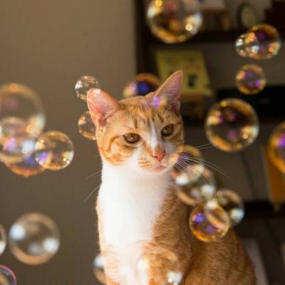 2022高清微信萌宠头像可爱小猫咪 承诺到底值几个钱