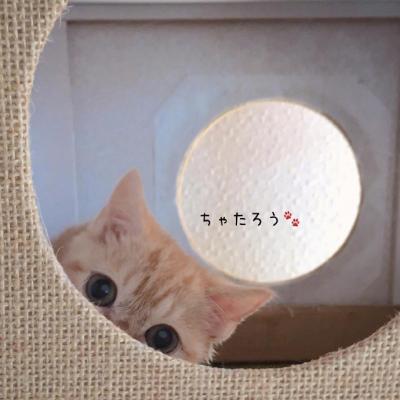 微信萌宠可爱小猫咪头像2022精选 真羡慕她能被你所爱