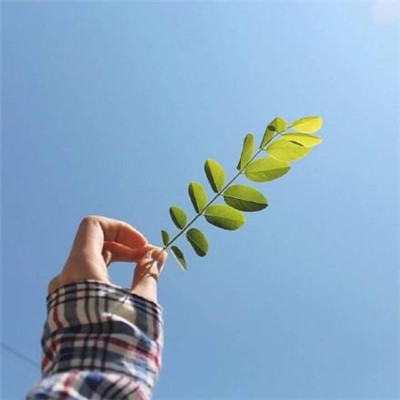 2022最时尚的微信图片绿树叶 好看的绿色植物叶子图片大全