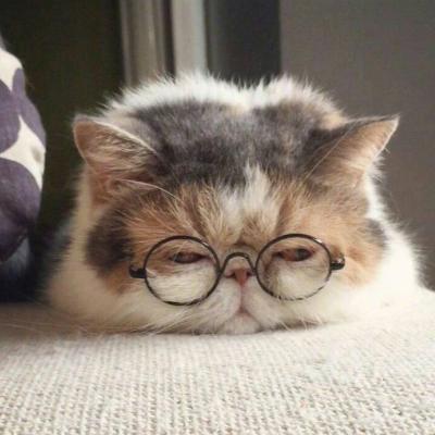 超萌动物微信头像胖嘟嘟的可爱猫咪 真想一巴掌拍醒我自己