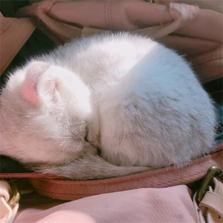 可爱萌萌哒微信朋友圈背景图 认我当大哥教你梳中分