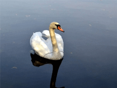 微信个性签名霸气女王范 十分高冷的个性签名2022