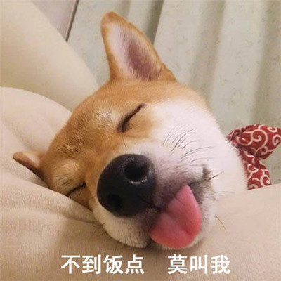 搞笑斗图带字可爱表情包合集 有志少女先谋生后谋爱