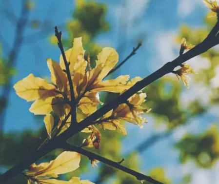 描写秋日美景的说说 秋季治愈人心的唯美文案