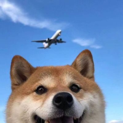 最新超级可爱又很萌的柴犬头像大全 行动和态度都是答案