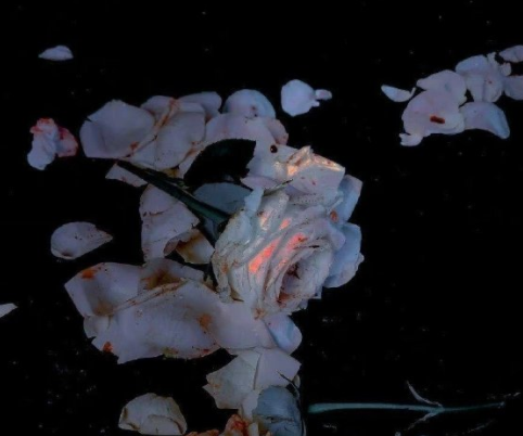 简单好听的贴吧id名字大全 2023最新贴吧昵称很干净