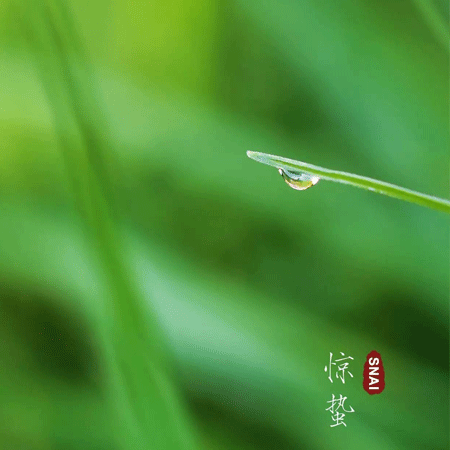 2023最新二十四节气惊蛰朋友圈图片 春风轻送又是惊蛰春意浓