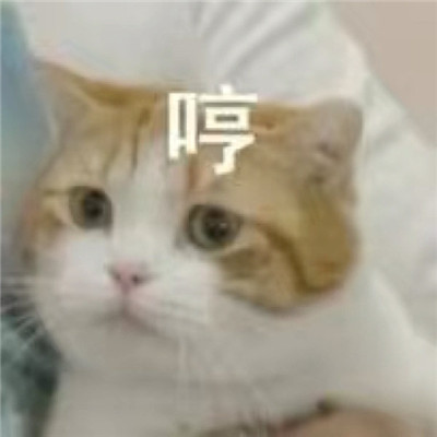 2023可爱沙雕小猫咪表情包合集 小猫咪才是永远的神