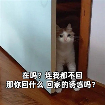 2023最新版在吗表情包可爱图片 当你给一个人发在吗表情包