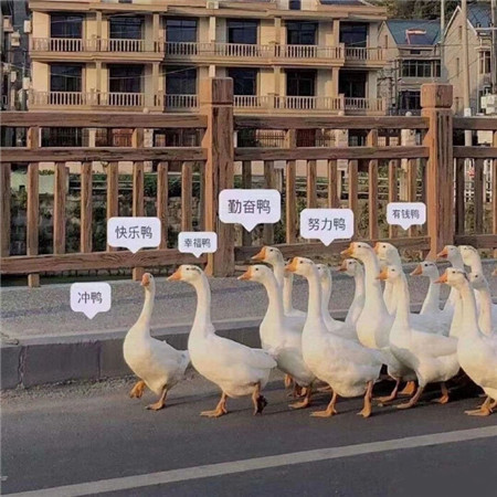 2023很有趣的可爱微信背景图片大全 背景图看起来很有意思的精辟