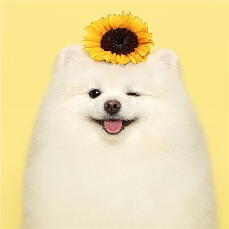 超级萌的可爱的狗狗写真背景图 精选2023版最新的可爱萌宠合集