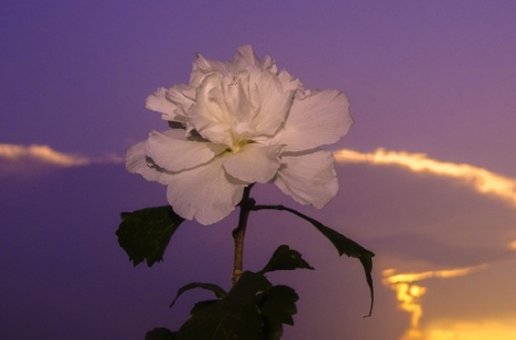 说说简单气质一句话2023 干净气质的短句2023