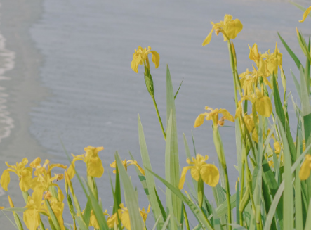 2023六月的早安心语语录 六月温暖的早安寄语