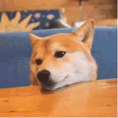 超级可爱的很有意思的动态斗图表情 超级可爱的gif小表情2023