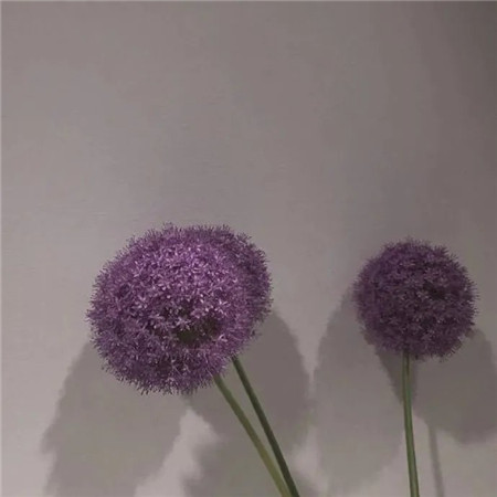 又霸气又高冷的背景图片2023 对生活不满多半是不快乐不自由还缺钱