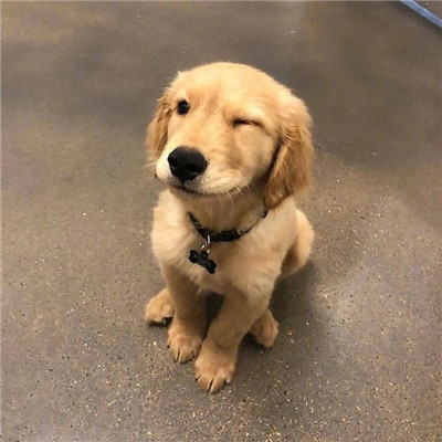 狗狗wink超级可爱的个性头像 生活总有遗憾但未来依旧美好