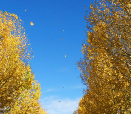 期待秋天到来的唯美说说 期待秋天到来的心情说说