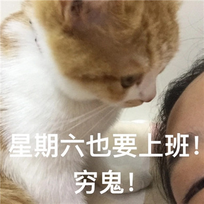 2023超级火很热门的猫咪聊天表情 有什么八卦让我听听微信表情