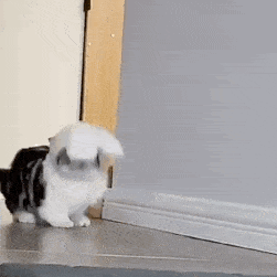 2023最新甜妹必备的聊天动态趣味表情 超级可爱的动态gif有趣表情