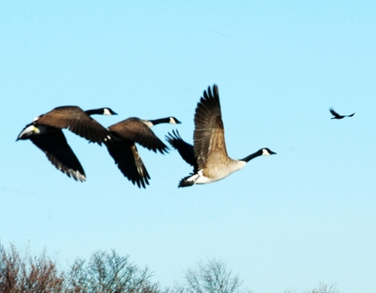 大雁南飞的唯美句子 秋季大雁南飞的好听文案
