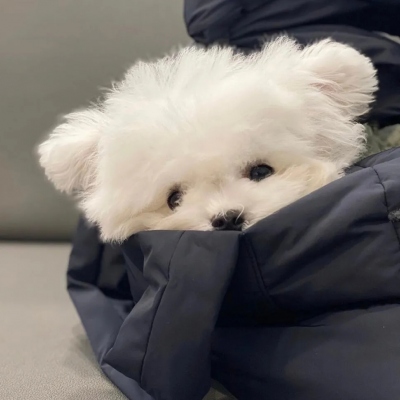 超可爱的萌宠超级有个性的头像 力量有很多种心平气和那种最坚定