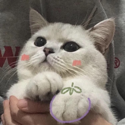 2023最新版很个性超级萌的猫头像 与其追星星不如成为星星一样的人