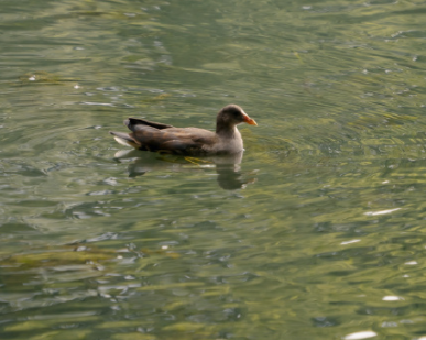 去玩蹦床的心情说说 大人玩蹦蹦床的开心说说