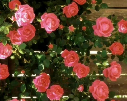 莫名心动的又很赞的签名 赞口不绝的气质签名 莫名心动的又很赞的签名 赞口不绝的气质签名